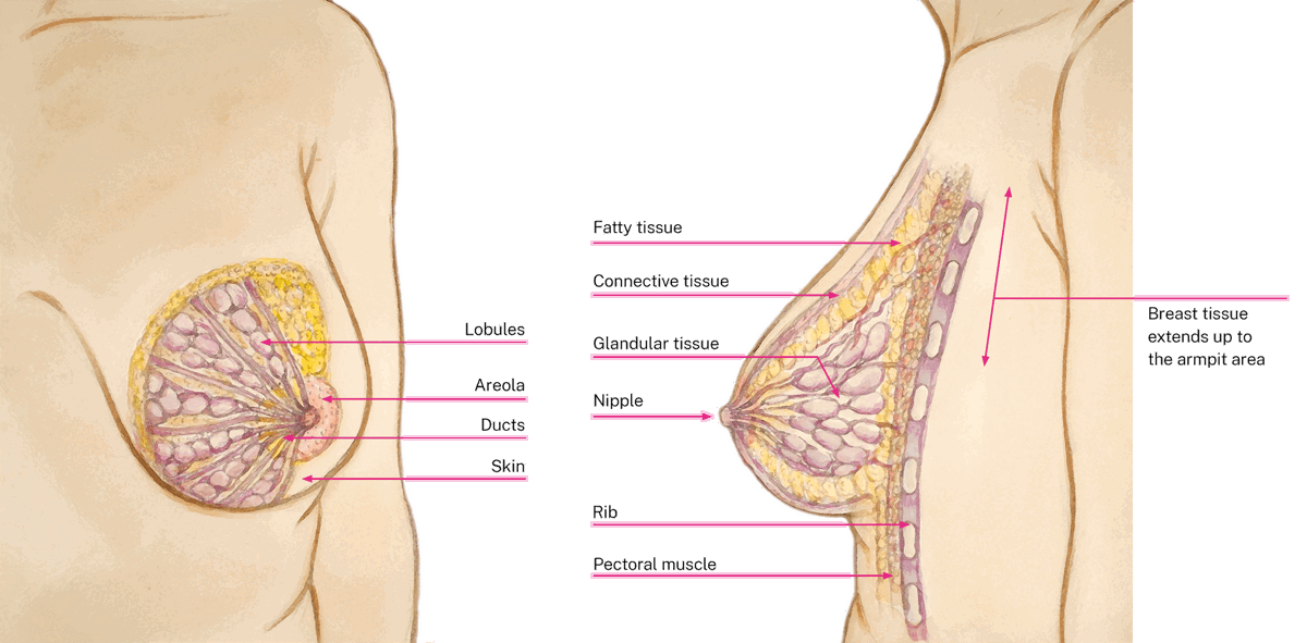 Infographic labelling breast